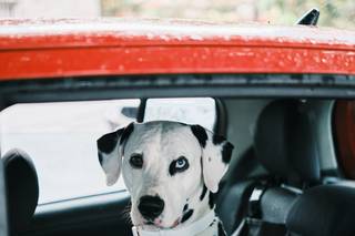 Oh my dog wedding - 14