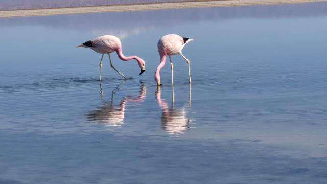 Alternative Honey Moon - 4