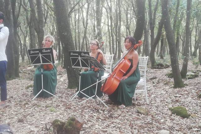 Dammen - Quartetto d'archi femminile 5