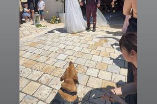 Laura Laporta - Wedding dog Service - 7