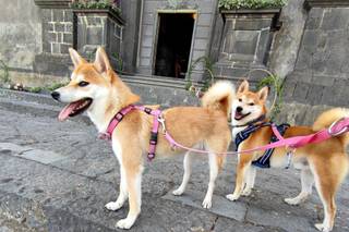 Scodinzolando Wedding Dog Sitter - 18
