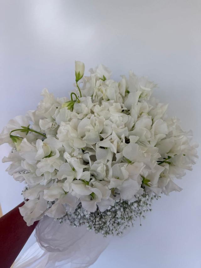 Stefy Flora - 2