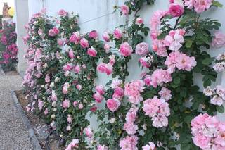 Villa Olmi Firenze - 9