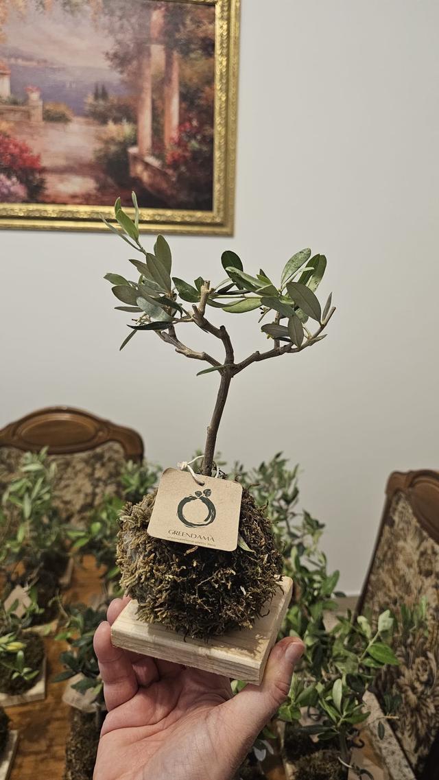 Greendama - 2