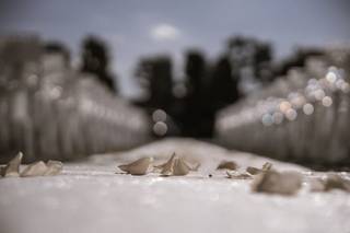 Silent Roots - 5
