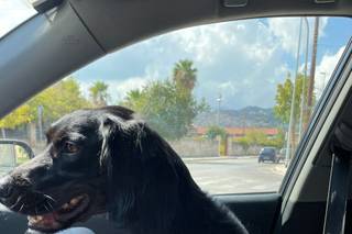 Davide - Wedding Dog Sitter - 13