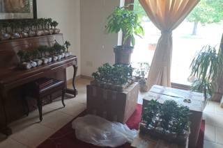 Voglia di Bonsai - 6
