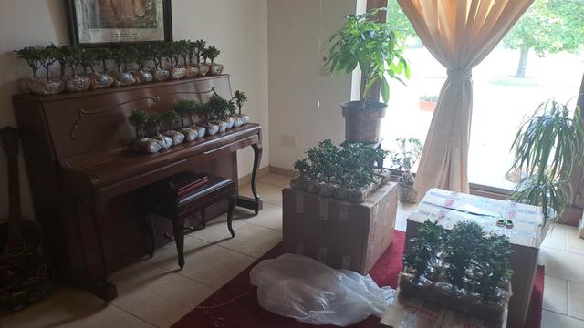 Voglia di Bonsai - 1