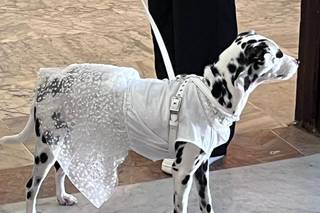 Dalida Sposa - 5