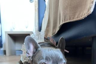 Silvia Dog Sitter for Wedding - 9