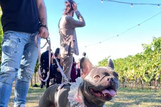 Silvia Dog Sitter for Wedding - 11