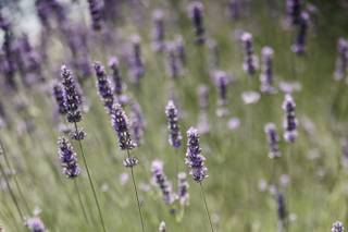 Quata Tuscany Country House - 17