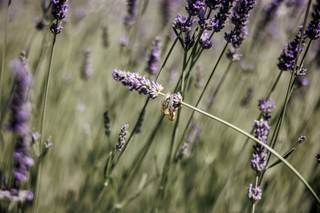 Quata Tuscany Country House - 18