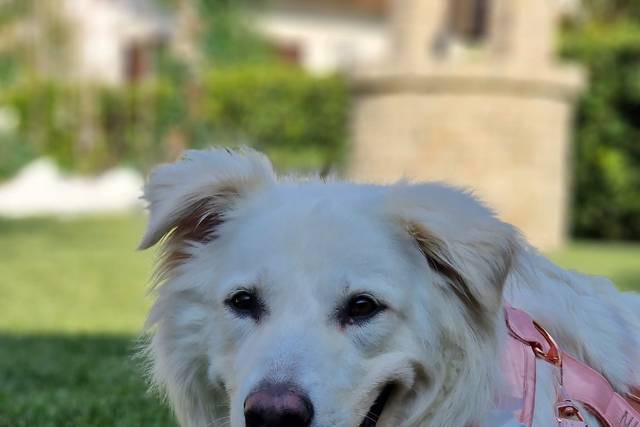Mama's Dog 3