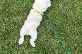 Davide - Wedding Dog Sitter - 5