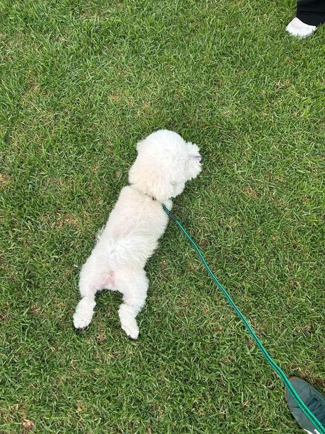 Davide - Wedding Dog Sitter - 1