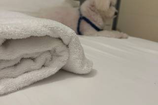 Davide - Wedding Dog Sitter - 6