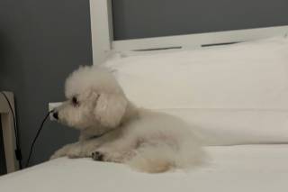 Davide - Wedding Dog Sitter - 7
