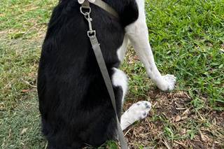 Davide - Wedding Dog Sitter - 5