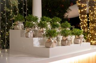 Centro Bonsai Iodice - 10