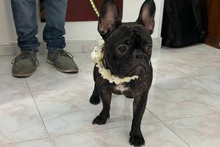 Scodinzolando Wedding Dog Sitter - 14