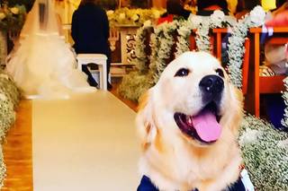 Maria Dog & Love Sitter - 17