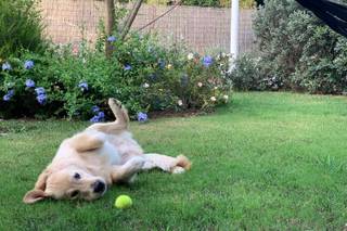 Maria Dog & Love Sitter - 18