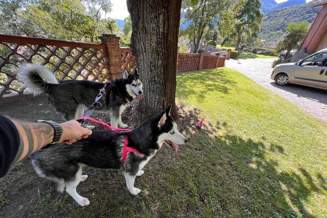 Orma di Maya - Wedding Pet Sitter 1