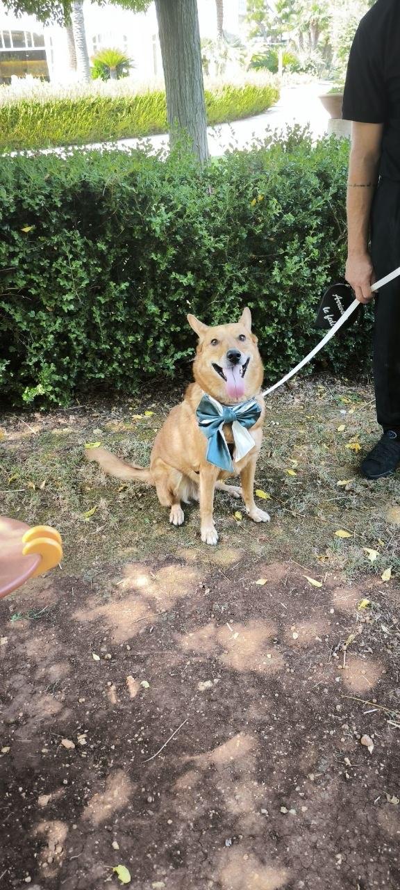 Wedding Dog Sitter - 2