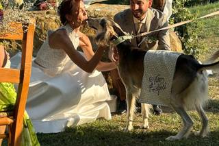 Oh my dog wedding - 21