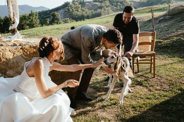 Oh my dog wedding - 4