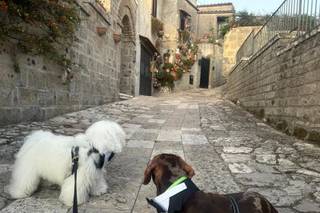 Maria Dog & Love Sitter - 10