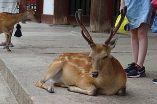 MalanubiAcademy Honeymoon & Tailormade - 5