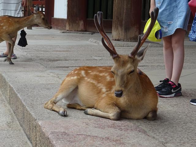 MalanubiAcademy Honeymoon & Tailormade - 1