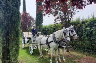 Carrozze Franchini - 6