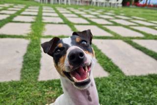 Francesca Dog SItter - Bau Wedding - 11