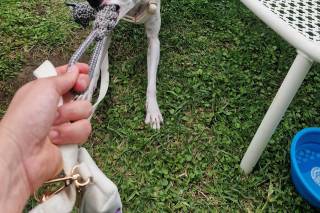 Francesca Dog SItter - Bau Wedding - 13