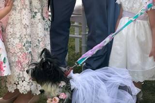 Dog's Life wedding dog sitter - 5