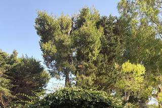 Pensieri Floreali - 6