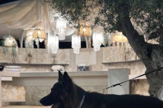 Portami Con Te - Wedding Day Dog Care - 12