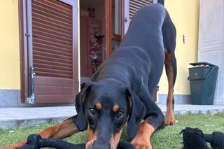 Le Cat e Dog Sitter - Wedding - 7
