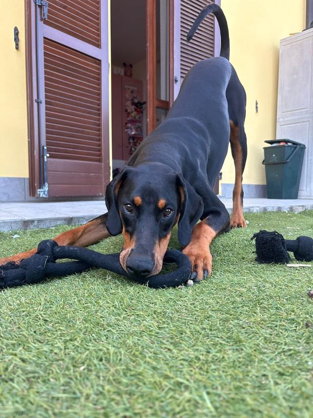 Le Cat e Dog Sitter - Wedding - 2