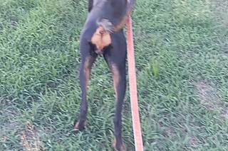 Le Cat e Dog Sitter - Wedding - 9