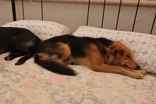 Silvia Dog Sitter for Wedding - 7