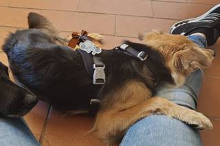 Silvia Dog Sitter for Wedding - 8