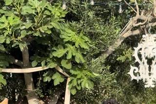 Fiorista Pazza Idea - 5