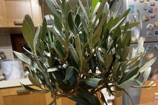 Centro Bonsai Iodice - 13