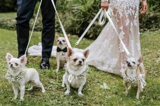 Wedding Dog Specialist Martina Ossola - 5