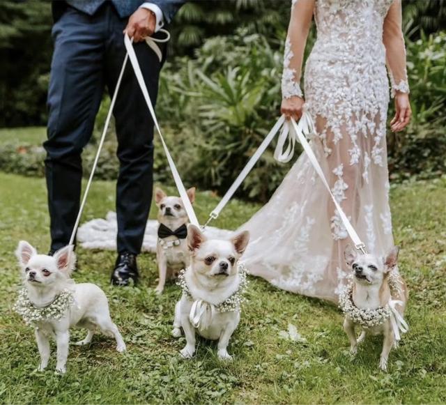 Wedding Dog Specialist Martina Ossola - 1