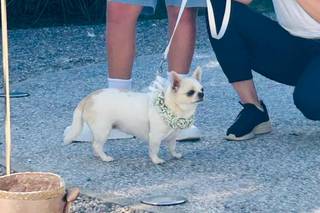 Wedding Dog Specialist Martina Ossola - 6